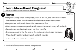 Learn More About Penguins